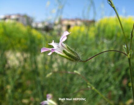 Tarlaçöveni (Gypsophila pilosa)