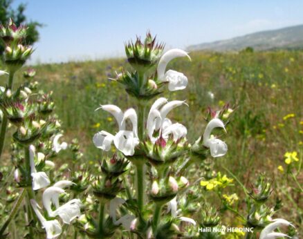 Habeşadaçayı (Salvia aethiopis)