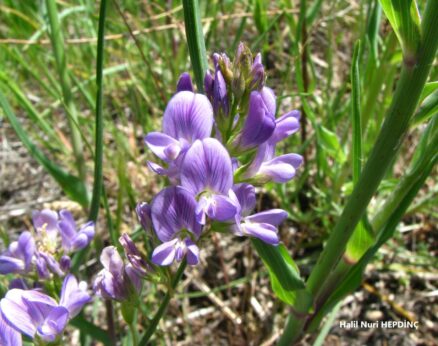 Yaban yoncası (Medicago X varia)