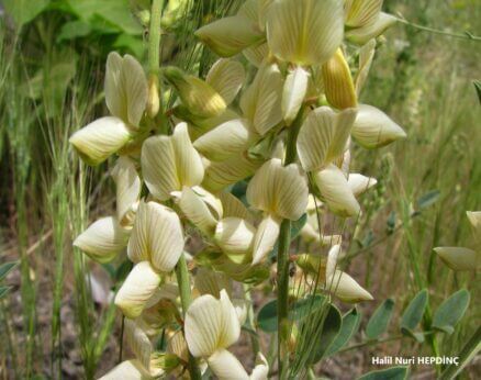 Merkepkorungası (Onobrychis hypargyrea)