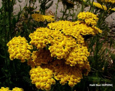 Hanzabel (Achillea arabica)