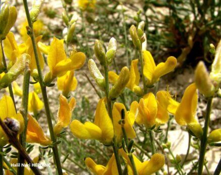 Bayır borcağı (Genista aucheri) ENDEMİK