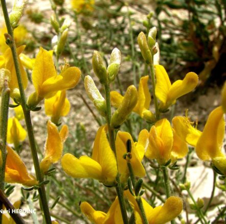 Bayır borcağı (Genista aucheri) ENDEMİK