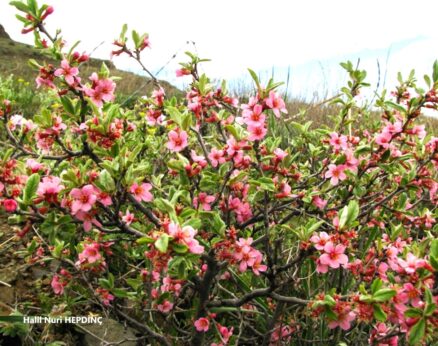 Taş kirazı (Cerasus prostrata var. prostrata)