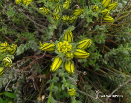 Özge sedo (Haplophyllum telephioides) (2) ENDEMİK