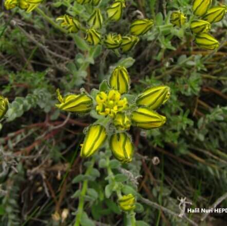 Özge sedo (Haplophyllum telephioides) (2) ENDEMİK