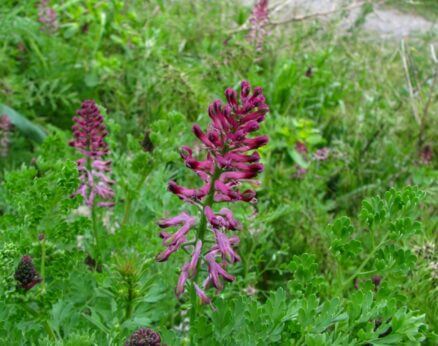 Şahtere (Fumaria officinalis)