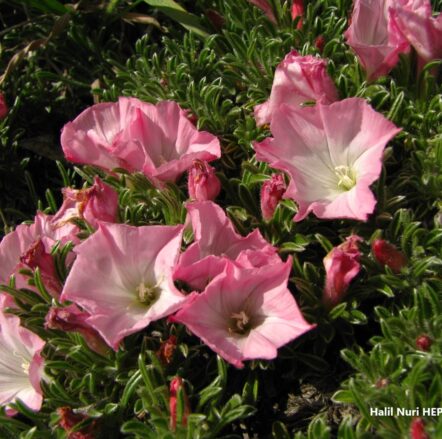 Convolvulus assyricus (Yastıkçık) ENDEMİK