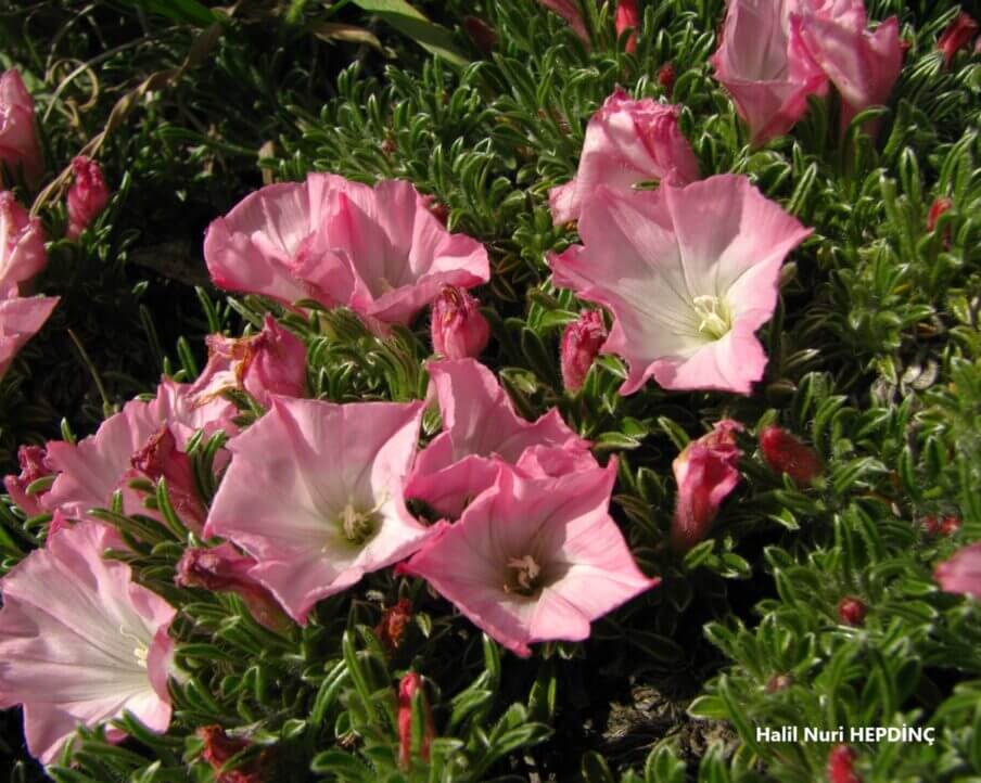 Convolvulus assyricus (Yastıkçık) ENDEMİK