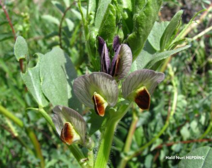 Deliculban (Vicia galilaea)