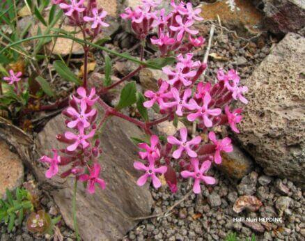 Ebemterliği (Saponaria prostrata subsp. prostrata) ENDEMİK