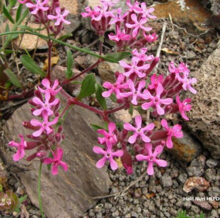 Ebemterliği (Saponaria prostrata subsp. prostrata) ENDEMİK