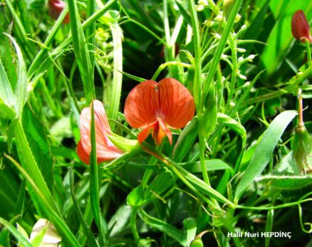 Colban (Lathyrus cicera)