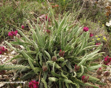 Gümüş geven (Astragalus densifolius subsp. densifolius)