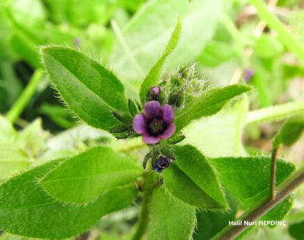 Nevazilotu (Asperugo procumbens)