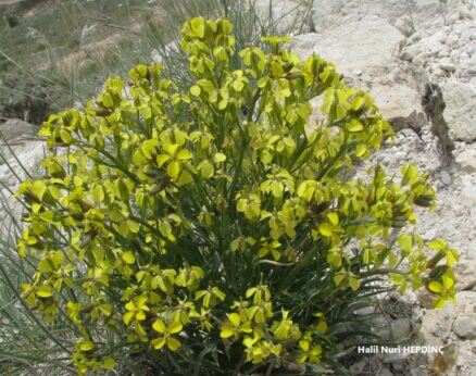 Yamaçzarifesi (Erysimum pycnophyllum)