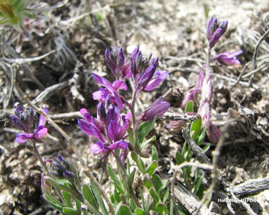 Puslu sütotu (Polygala pruinosa)