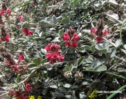 Yazı korungası (Onobrychis paucijua)