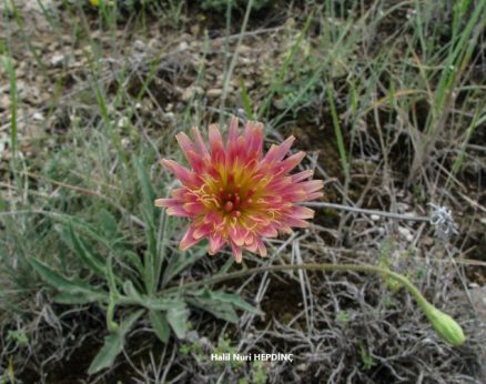 Aşyemliği (Leontodon asperrimus) (2)- Pembe renkli –