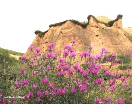 Kemaliye geveni (Astragalus xylobasis)