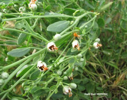 İtüzerliği  (Yabani kimyon) (Zygophyllum fabago)