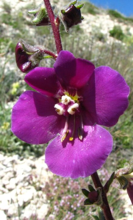 Mor sığırkuyruğu (Verbascum wiedemanianum) ENDEMİK