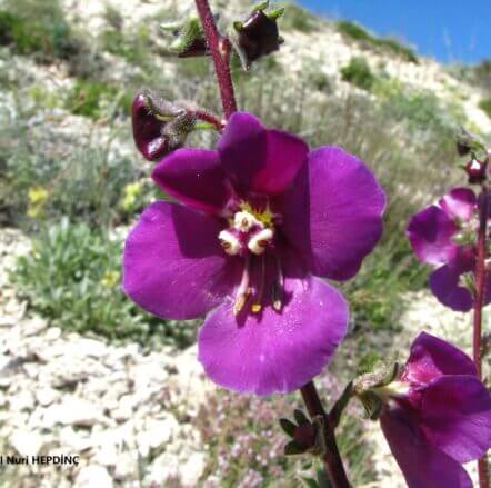 Mor sığırkuyruğu (Verbascum wiedemanianum) ENDEMİK