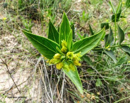 Hıyaluk (Vincetoxicum tmoleum)