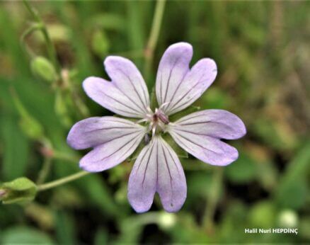 Gelinçarşafı (Geranium pyrenaicum)