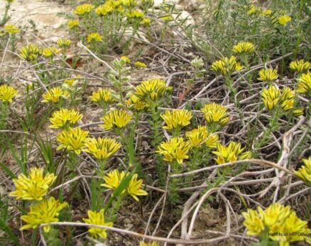 Özge sedo (Haplophyllum telephioides) (ENDEMİK)