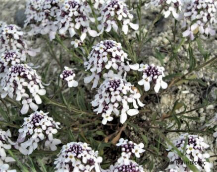 Civanotu  (Iberis simplex )(Eş Ad: Iberis taurica)