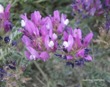 Aydın geveni (Astragalus mesogitanus) (Eş Ad: Astragalus lydius) ENDEMİK