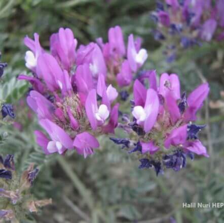 Aydın geveni (Astragalus mesogitanus) (Eş Ad: Astragalus lydius) ENDEMİK