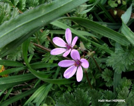 İğnelik (Erodium cicutarium subsp. cicutarium)