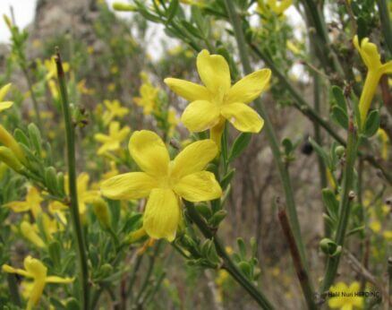 Boruk, Yabani yasemin (Jasminum fruticans)