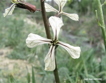 Roka (Eruca vesicaria ) (Eş Ad: Eruca sativa)