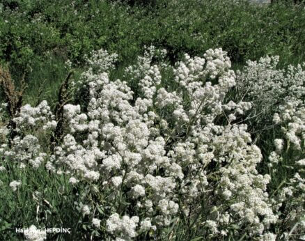 Nujdar (Lepidium latifolium)