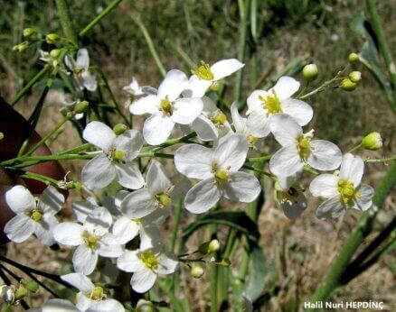 Akyumak (Crambe orientalis subsp. orientalis var orientalis)