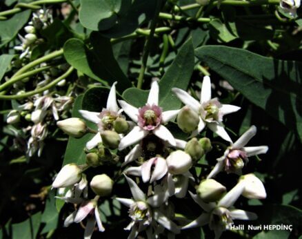 Bacırgan (Cynanchum acutum subsp. acutum)