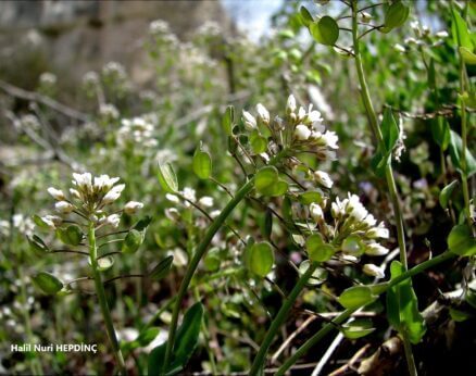 Giyle (Microthlaspi perfoliatum ) (Eş Ad: Thlaspi perfoliatum)