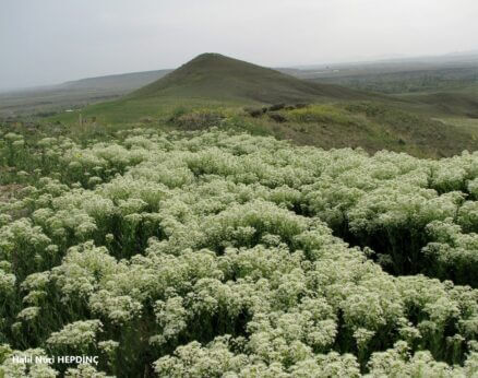 Diğnik (Lepidium draba)