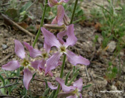 Gecegündüz çiçeği (Matthiola longipetala subsp. longipetala)