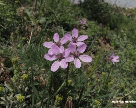 Kocakarıiğnesi (Erodium ciconium)