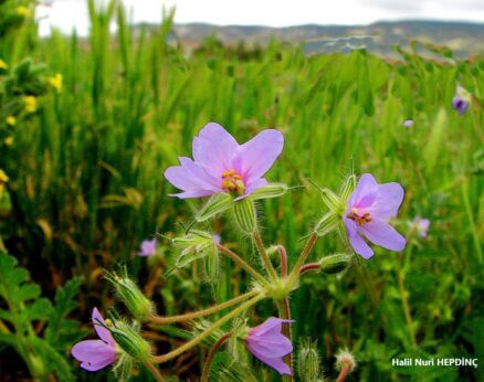 Yavşan iğneliği (Erodium absinthoides subsp. absinthoides)