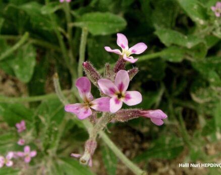 Keçe teresi (Strigoselle africana) (Eş Ad: Malcolmia africana)