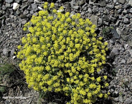 Kedidili (Alyssum sibiricum)