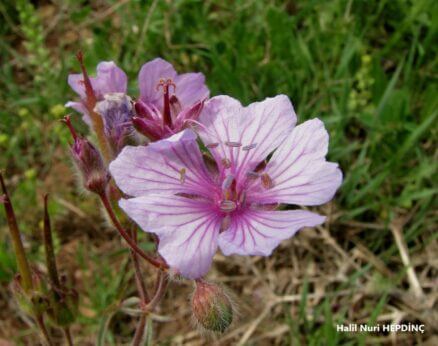 Çakmuz (Geranium tuberosum)