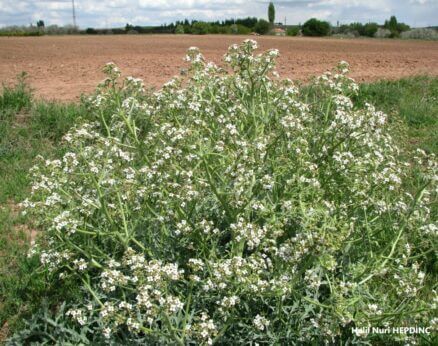 Tarla lahanası (Crambe tataria var. tataria )