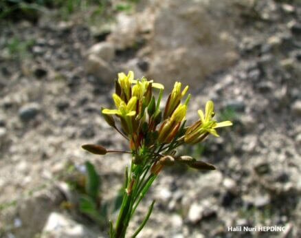 Telkariotu (Conringia planisiliqua)