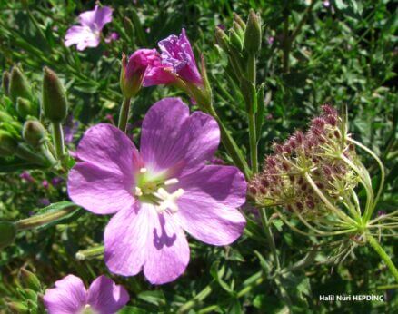 Hasanhüseyin çiçeği (Epilobium hirsutum)